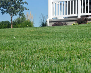 this is how your lawn will look like